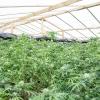 Some of the cannabis seized