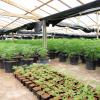 More than 4000 cannabis plants have been seized