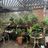 Bonsai theft