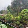 Bonsai theft 