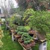 Bonsai  theft  