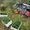 Cannabis and equipment located by Police