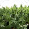 Police have seized millions of dollars’ worth of cannabis plants
