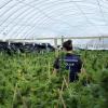 Police have seized millions of dollars’ worth of cannabis plants
