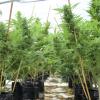 Police have seized millions of dollars’ worth of cannabis plants