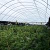 Police have seized millions of dollars’ worth of cannabis plants