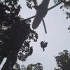 NH90 Airforce helicopter 2