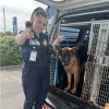 The German Shepherd was found abandoned at the scene of a crash