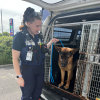 The German Shepherd was found abandoned at the scene of a crash