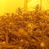 A multi-agency investigation has dismantled an Auckland criminal syndicate being operated by Vietnamese nationals.