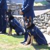 Dogs on parade at recent patrol dog graduation