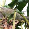 Police are continuing to appeal to the public for information on the missing iguana