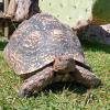 The 17-year-old male leopard tortoise has been returned