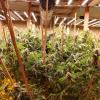 Police will allege more than 300 cannabis plants were located at the address