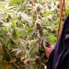 Police have uprooted a significant cannabis operation