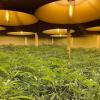 Police will allege more than 300 cannabis plants were located at the address