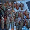 Police located 21 Packhorse Crayfish on one boat, some of which were undersize