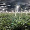 Some of the cannabis plants discovered in Āwhitu this week