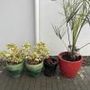 Pot plants located