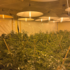 At least 357 cannabis plants were found at four flats in Manurewa
