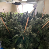 The cannabis has an estimated street value of between $200,000 to $600,000