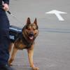 Generic image of police dog and handler