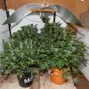 Cannabis plants seized Southland
