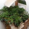 Cannabis plants seized Southland