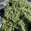 Police have destroyed 953 cannabis plants