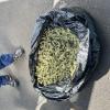 Cannabis located