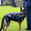 Police Dog Eko on parade