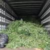 Seized cannabis in truck