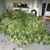 Cannabis seized at one property