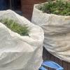 Police found more than 200 cannabis plants at a North Shore property.