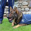 Police patrol dog on parade