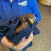 Falcon in safe hands