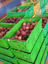 Temple apples