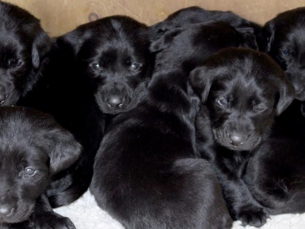 The pups at around four weeks old.