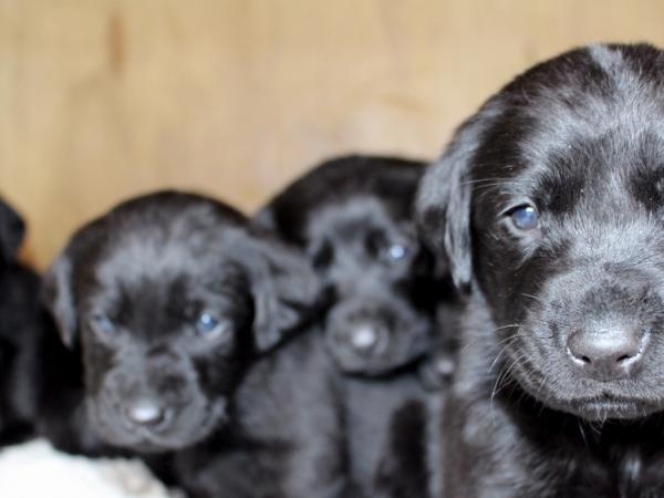 The pups at around four weeks old. 