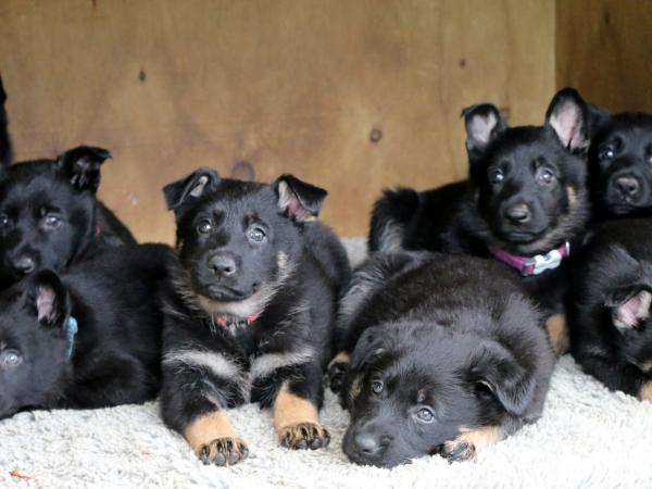 Dallas pups