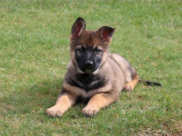 puppy