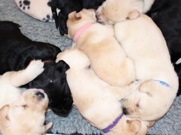 lab pups