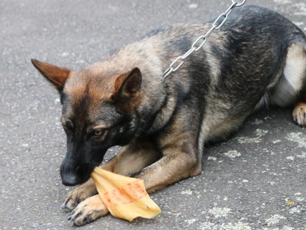 kennel Tumeke