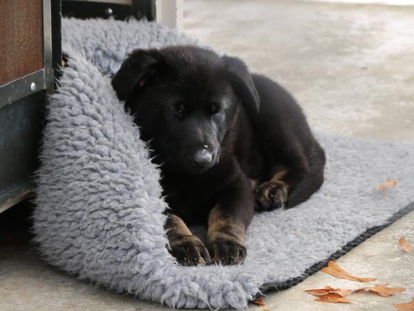 puppy