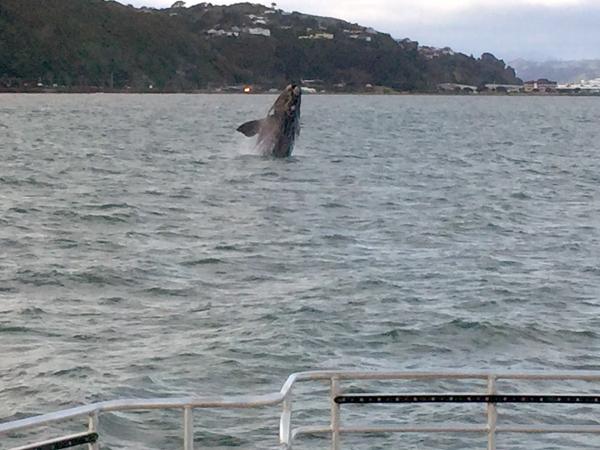 whale