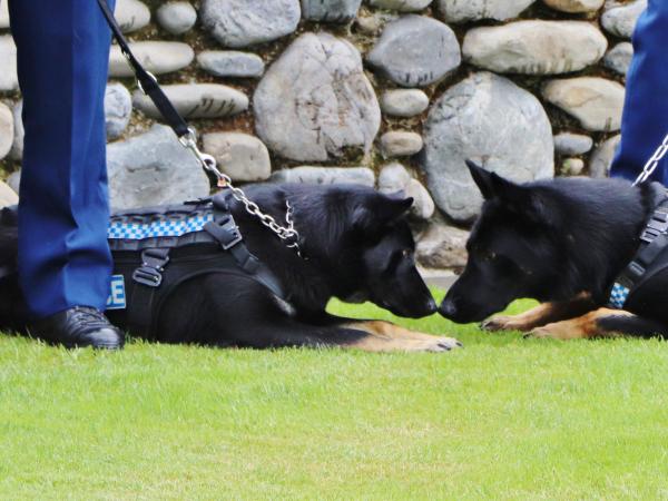 dogs moment
