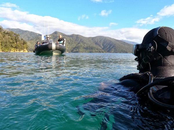 A diver's-eye view of the approaching Police Alpha.