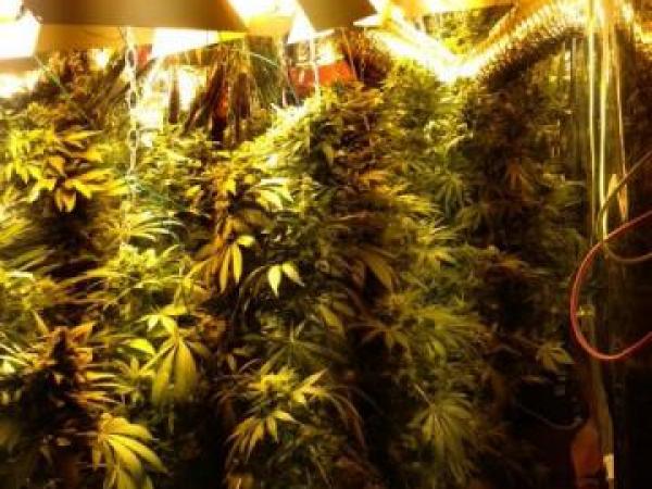 Police shut down Porirua drug dealing op