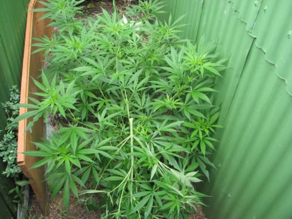 A cannabis plant that Police seized during a search warrant