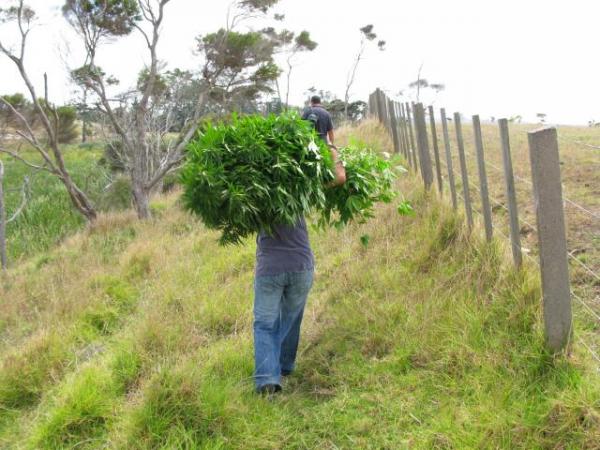 Police remove swamp cannabis